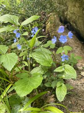 Omphalodes cappadocica (Willd.) DC. resmi