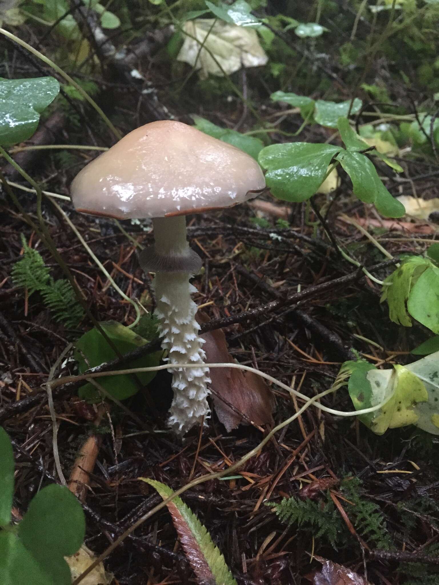 Imagem de Stropharia hornemannii (Fr.) S. Lundell & Nannf. 1934