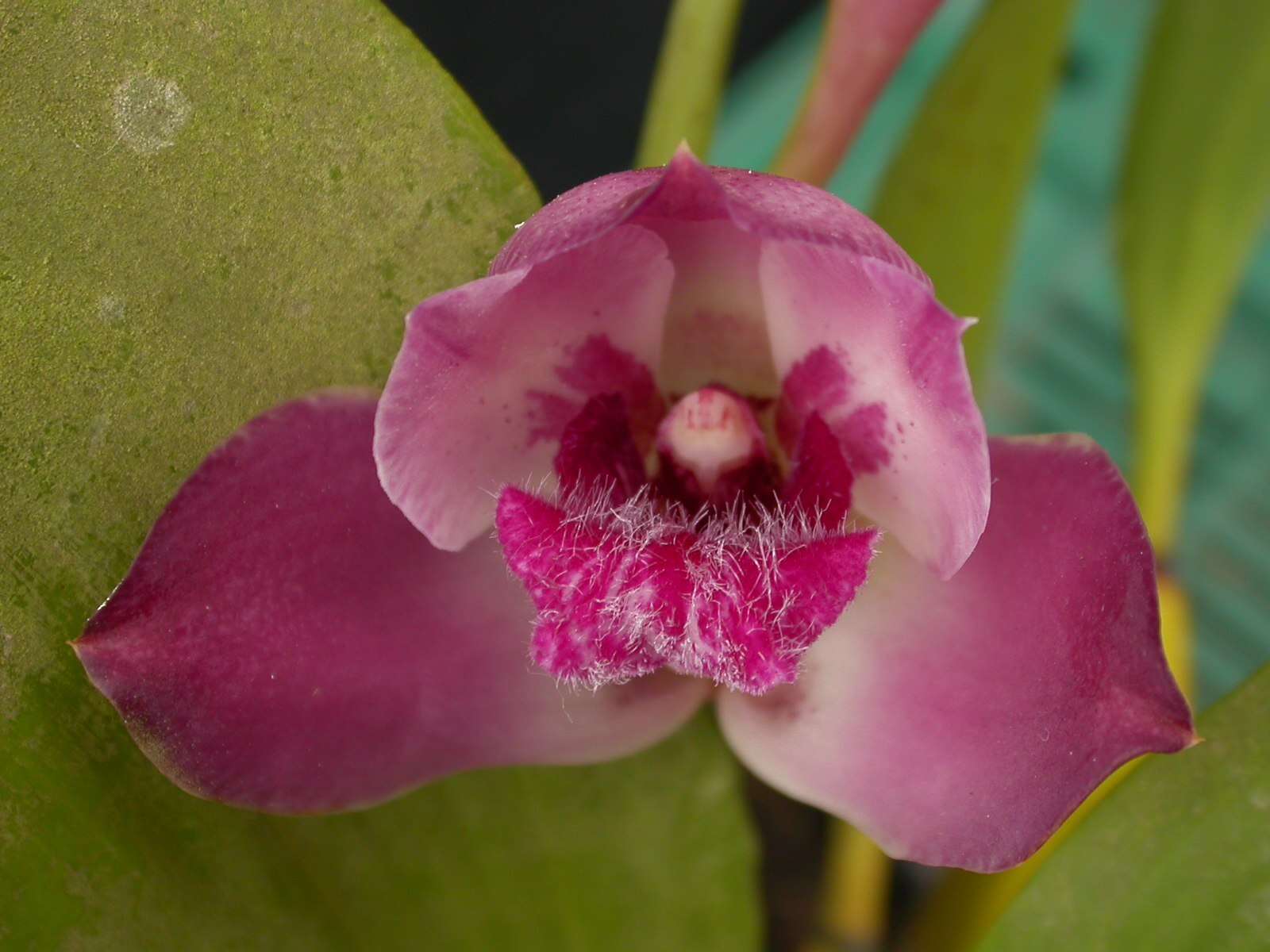 Image of Bifrenaria tyrianthina (Lodd. ex Loudon) Rchb. fil.