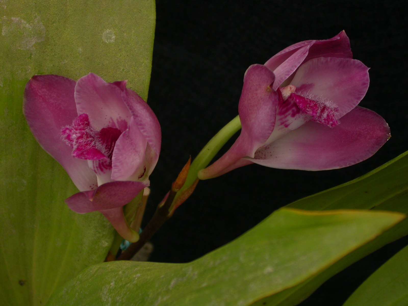 Image of Bifrenaria tyrianthina (Lodd. ex Loudon) Rchb. fil.