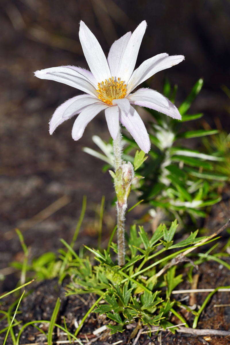 Image of Knowltonia tenuifolia (L. fil.) Mosyakin