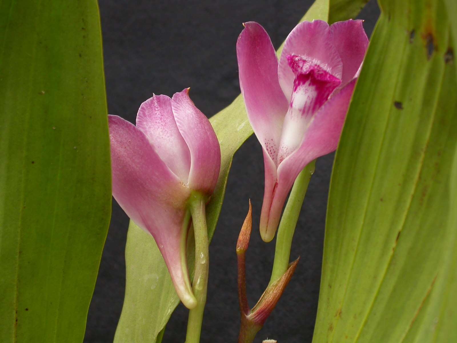 Image de Bifrenaria tyrianthina (Lodd. ex Loudon) Rchb. fil.