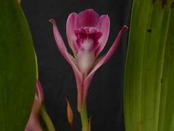 Image of Bifrenaria tyrianthina (Lodd. ex Loudon) Rchb. fil.