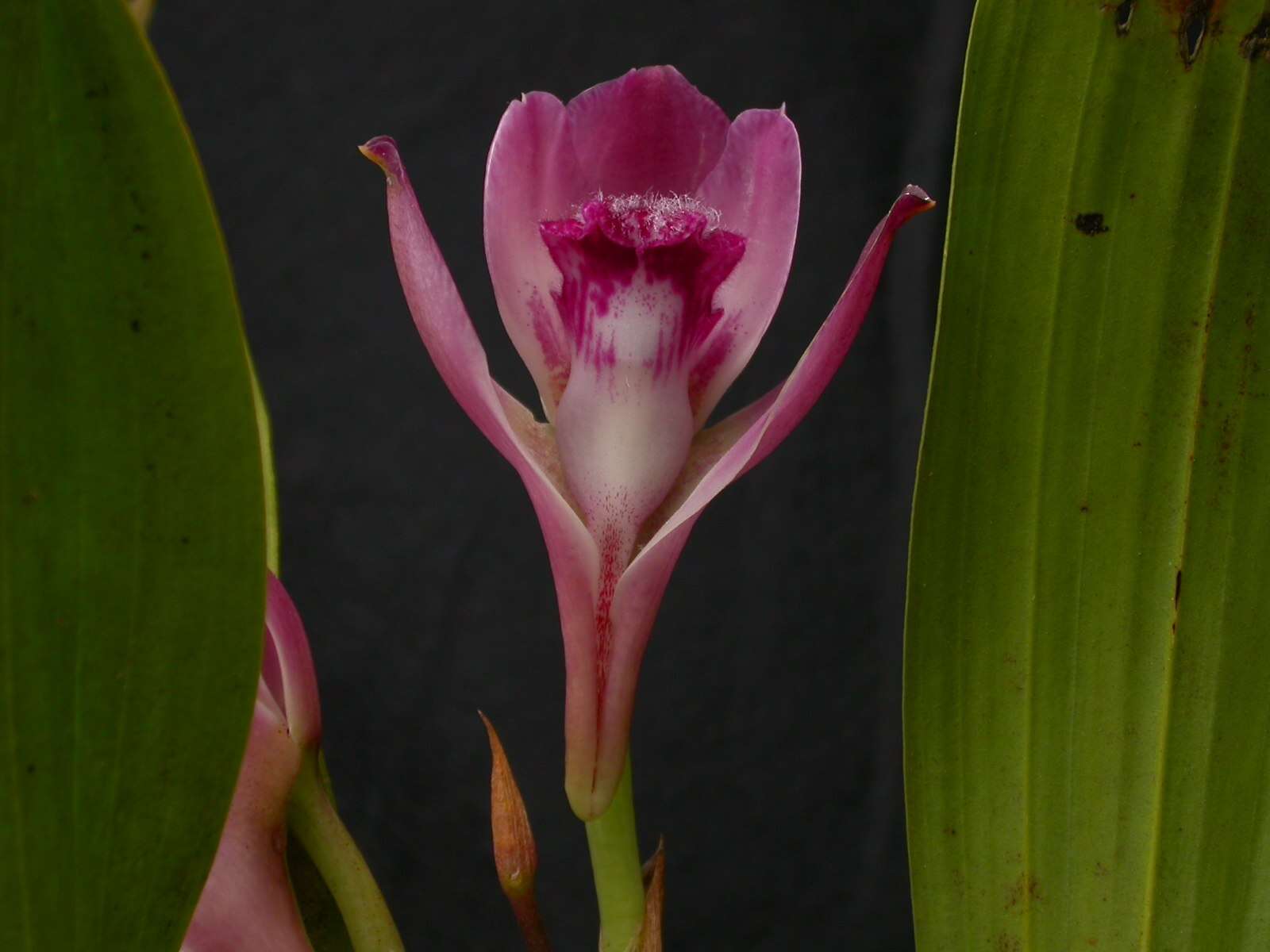 Image de Bifrenaria tyrianthina (Lodd. ex Loudon) Rchb. fil.