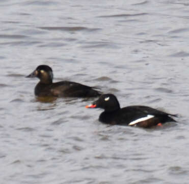 Image of White-winged Scoter