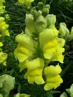 Plancia ëd Antirrhinum majus L.