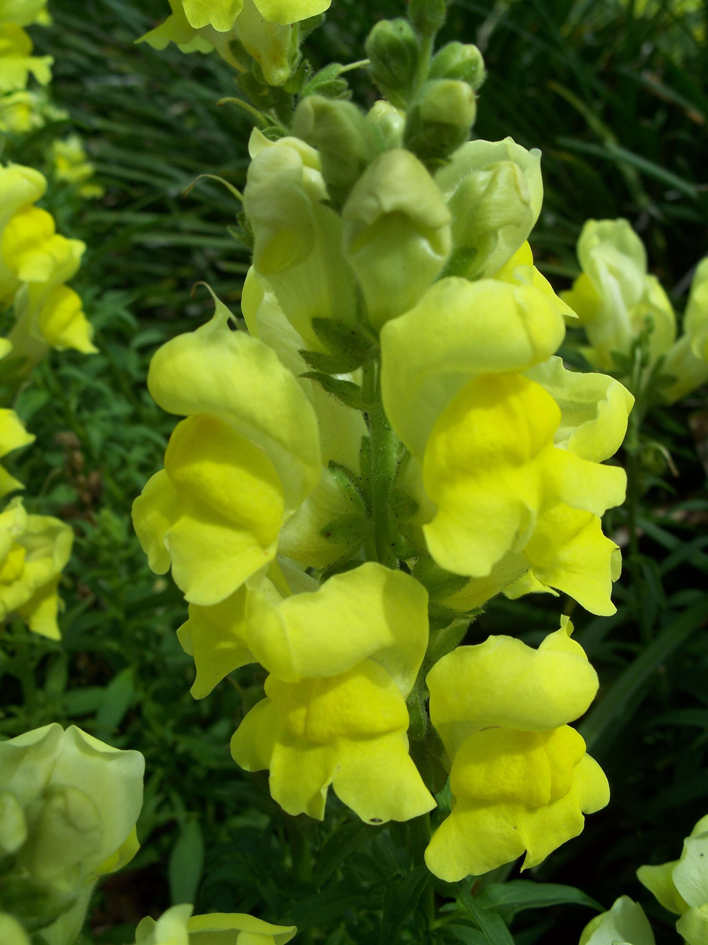 Plancia ëd Antirrhinum majus L.