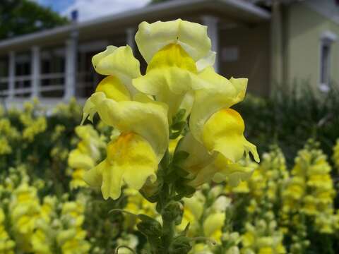 Image of garden snapdragon