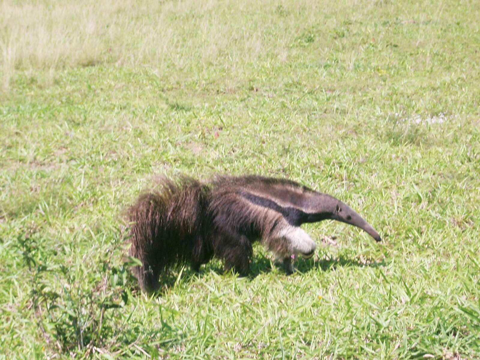 Image of anteater