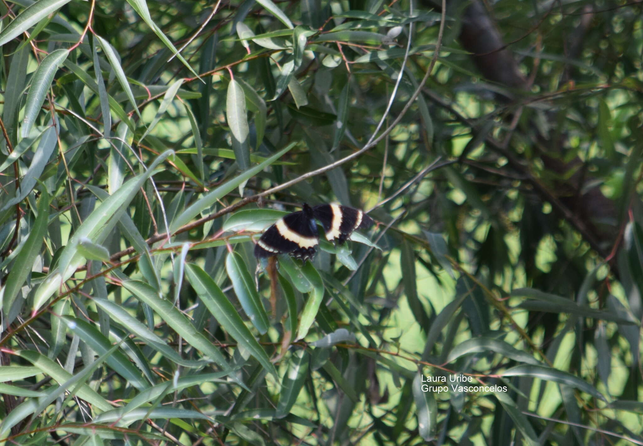 Image of Papilio garamas Geyer 1829