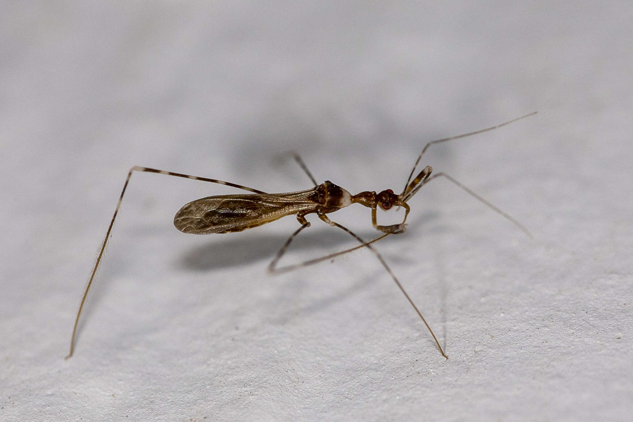 Image de Stenolemoides arizonensis (Banks 1909)