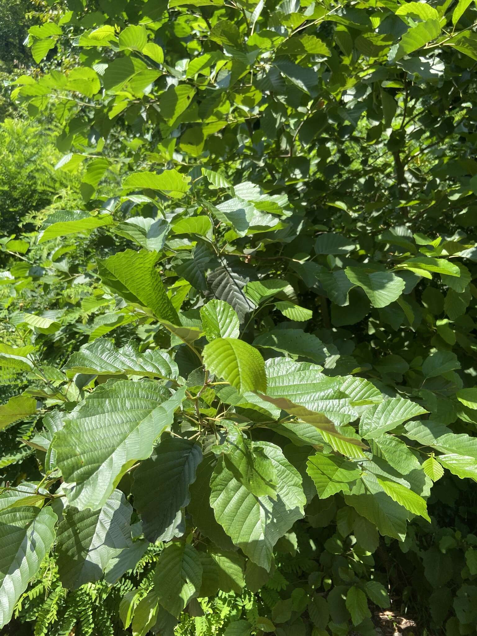 Image of Alnus glutinosa subsp. barbata (C. A. Mey.) Yalt.