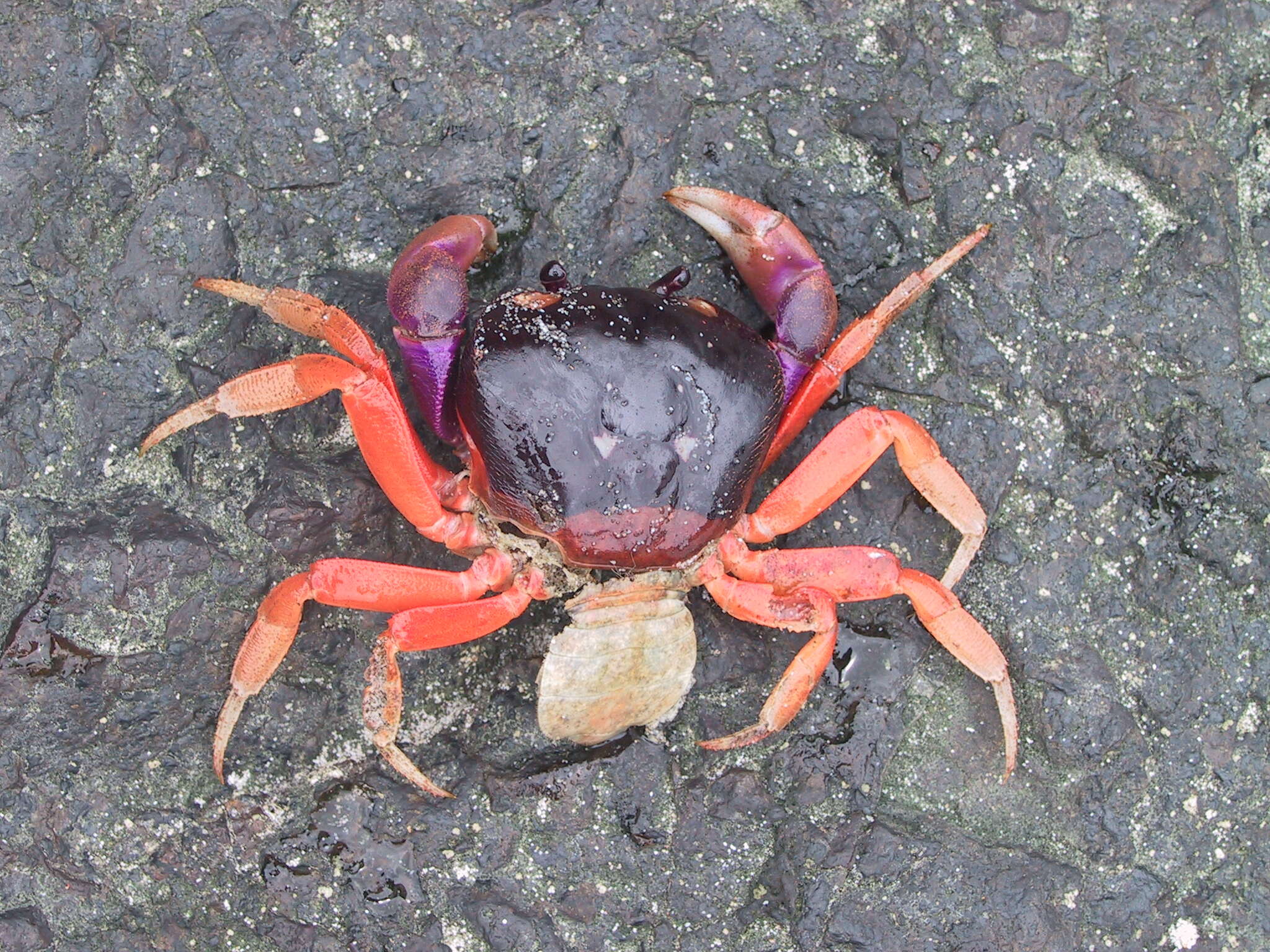 Image of Mexican Land Crab