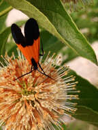 Image of Black-and-yellow Lichen Moth