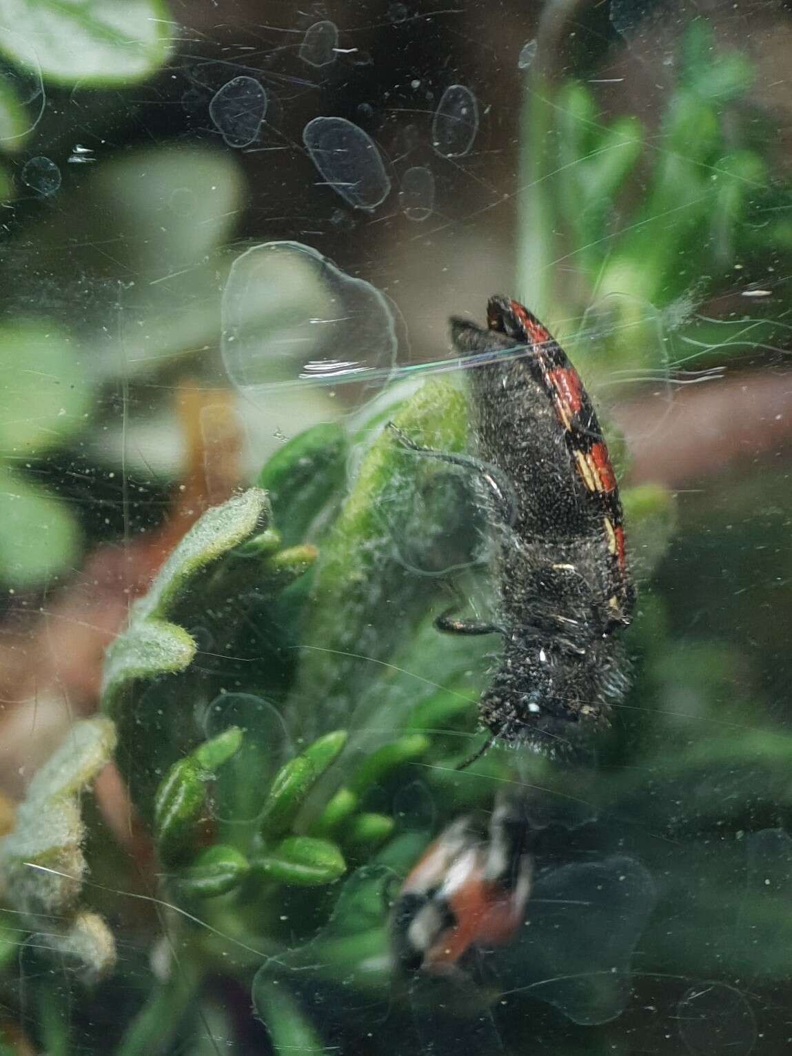 Image of Acmaeodera purshiae Fisher 1926