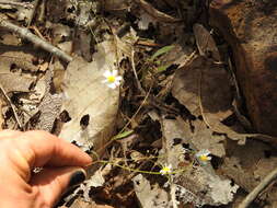 Image of Stenocarpha filiformis (Hemsl.) S. F. Blake