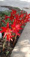 Image of Zephyranthes bifida