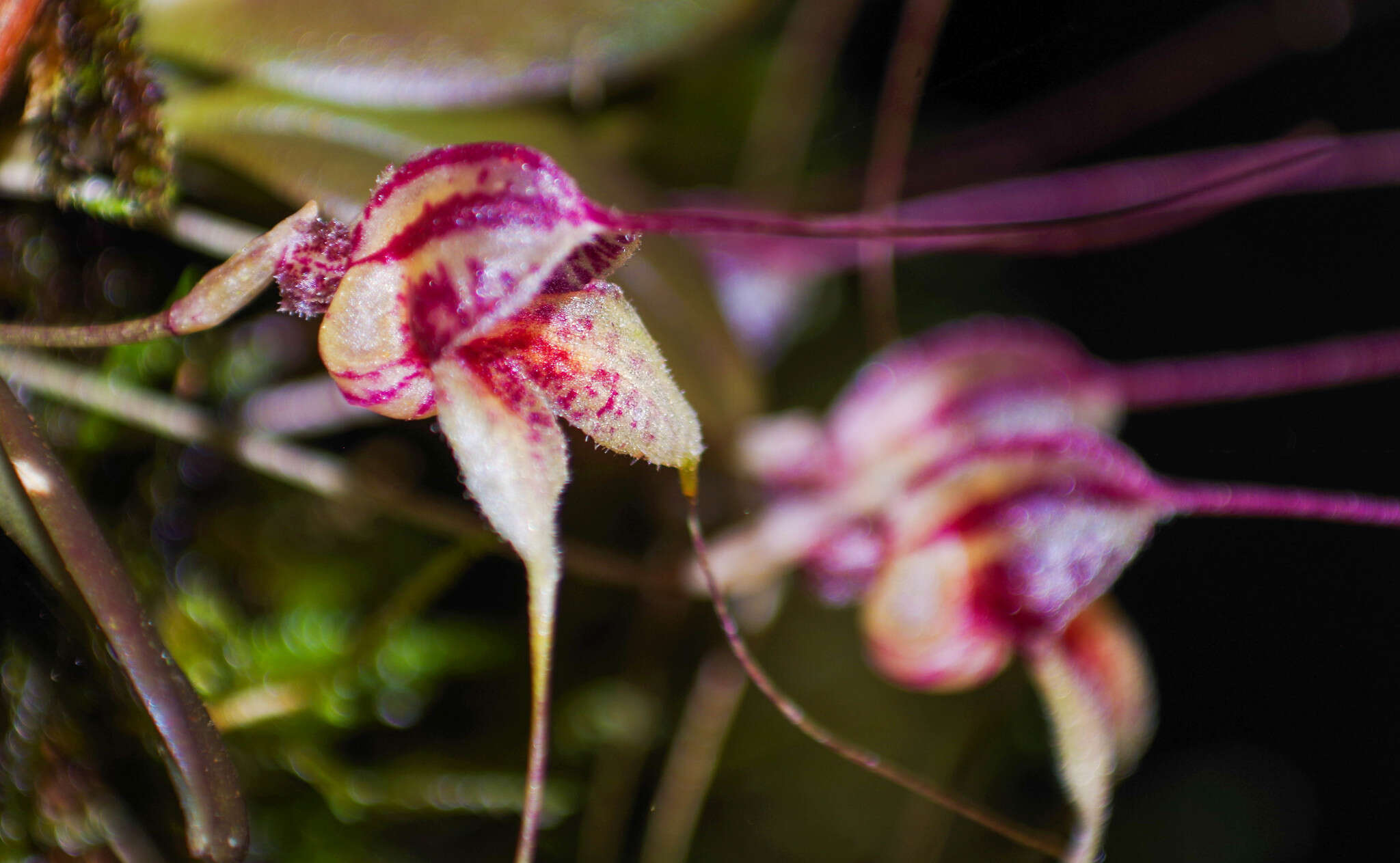 Image of Masdevallia nidifica Rchb. fil.