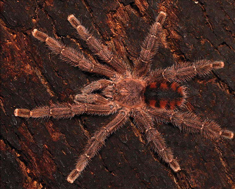 Image of Venezuelan Redstripe Tarantula