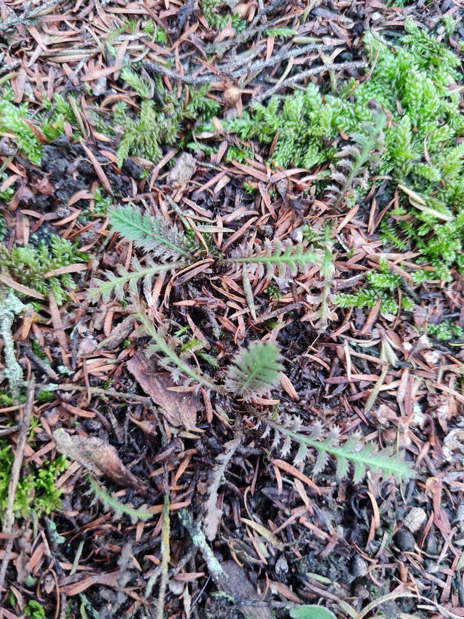 صورة Leptinella squalida subsp. mediana (D. Lloyd) D. G. Lloyd & C. J. Webb