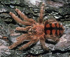 Image of Venezuelan Redstripe Tarantula