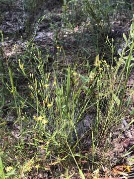 Image of orangegrass