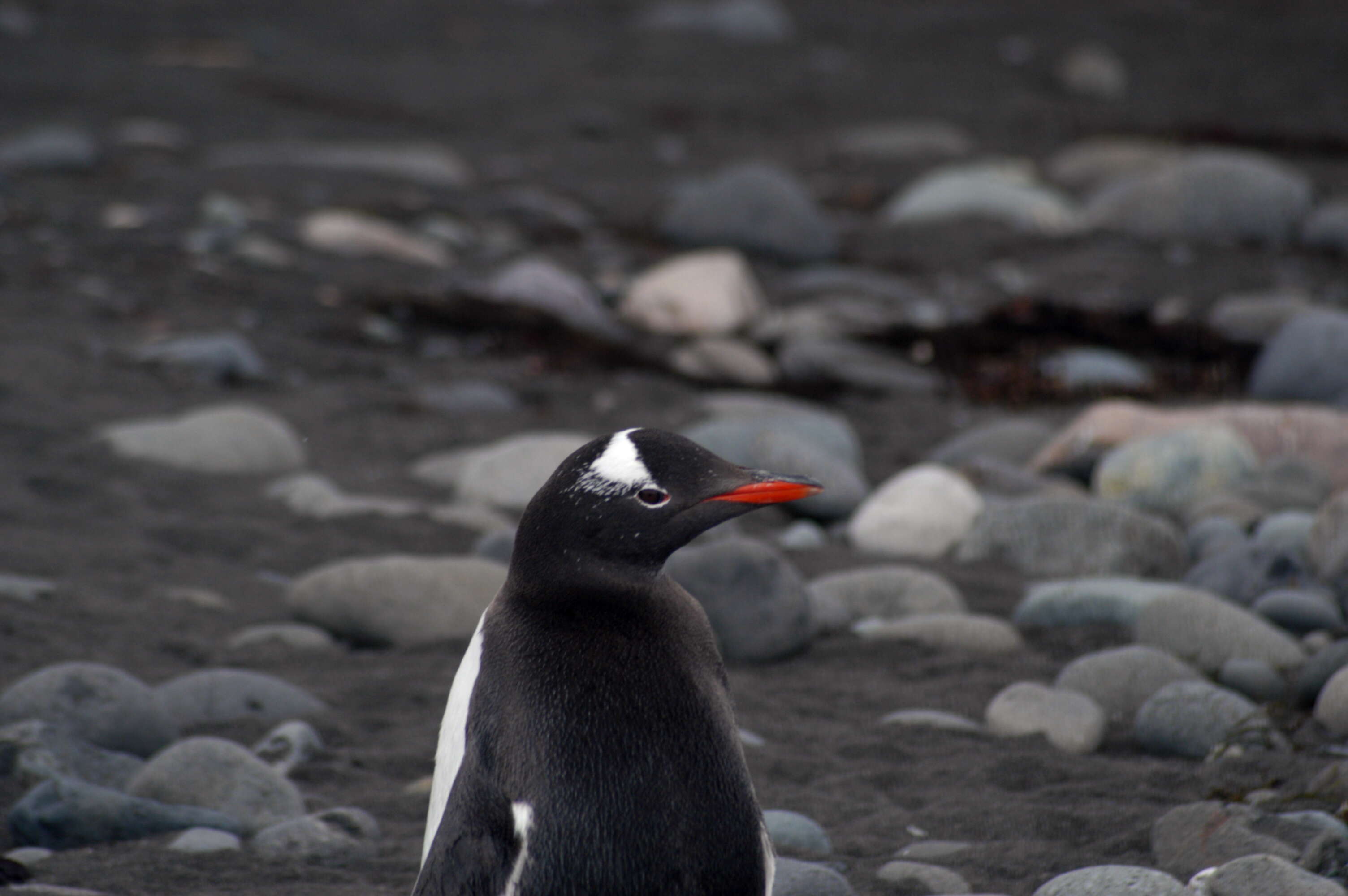 Image of Gentoo Penguin