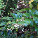 Image of Anchor vine
