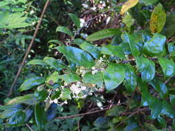 Imagem de Palmeria scandens F. Müll.