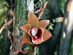 Image of Bifrenaria venezuelana C. Schweinf.