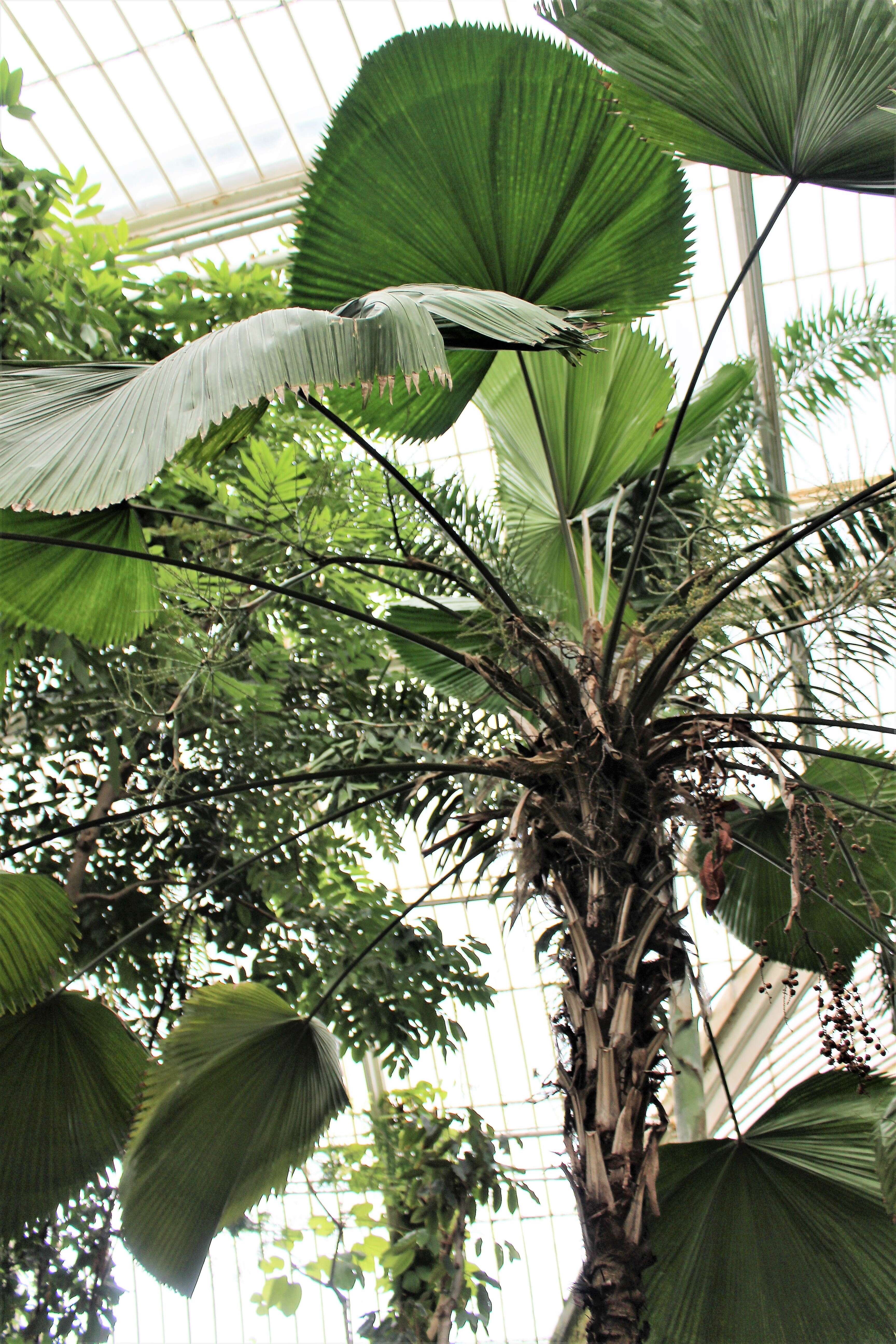 Image of Vanuatu fan palm