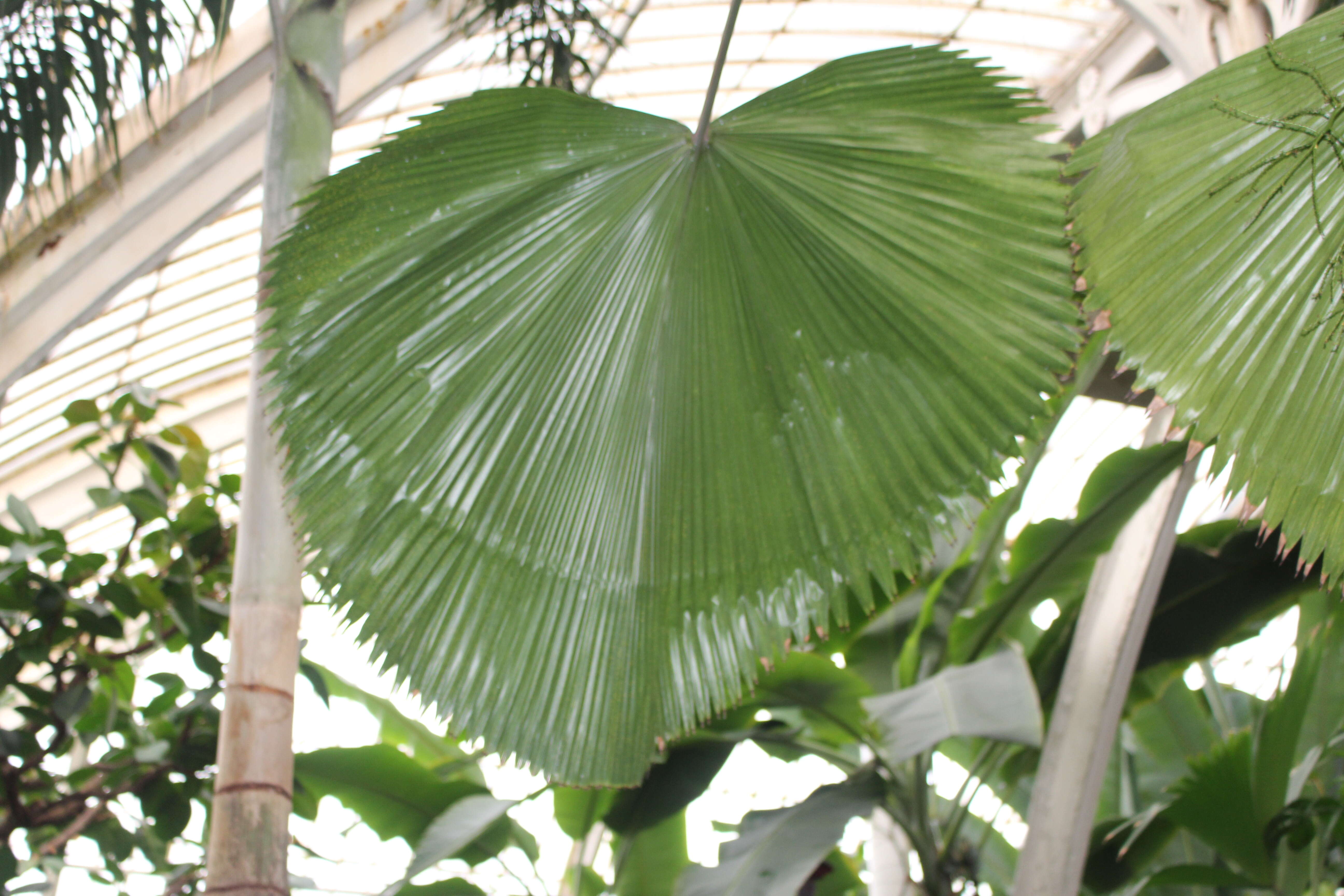 Image of Grosse Licuala Palm