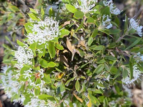 Image of Hakea ruscifolia Labill.