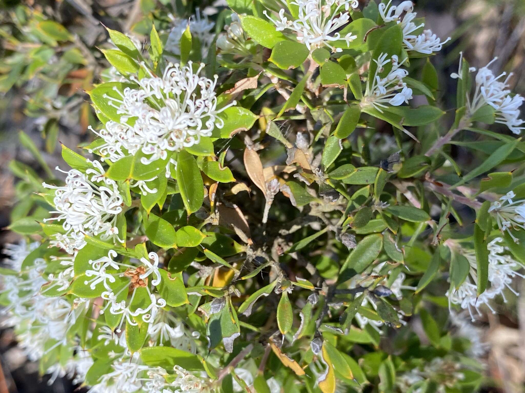 Image of Hakea ruscifolia Labill.