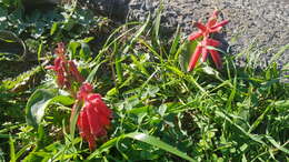 Image of Red Viooltjie