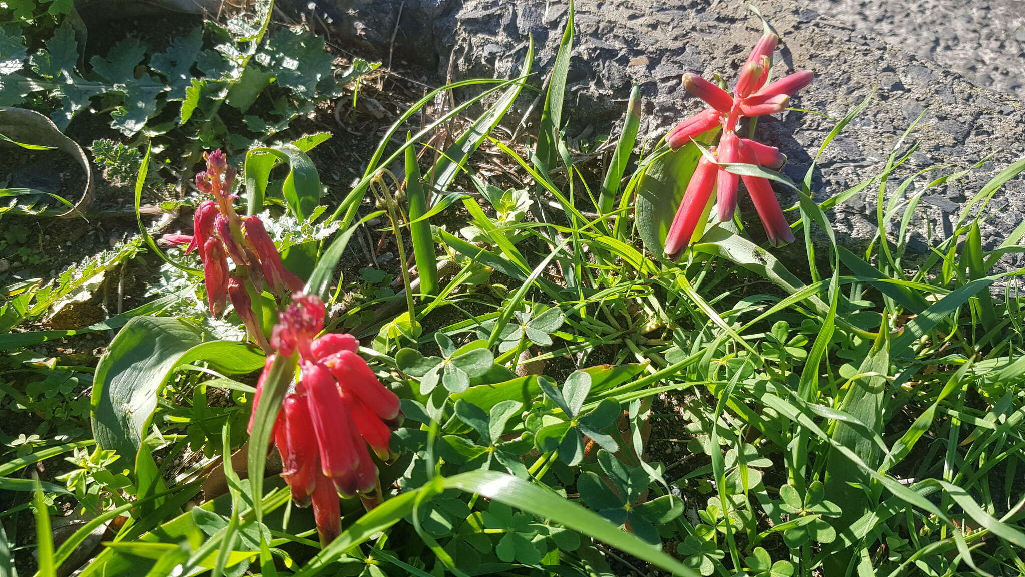 Image of Red Viooltjie