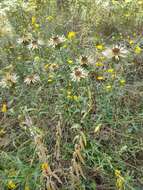 Image of Carlina biebersteinii subsp. brevibracteata (Andrae) K. Werner