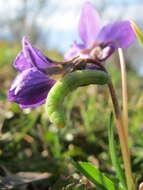 Image of sweet violet