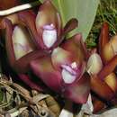 Image of Bifrenaria atropurpurea Lindl.