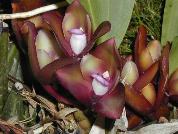 Image of Bifrenaria atropurpurea Lindl.