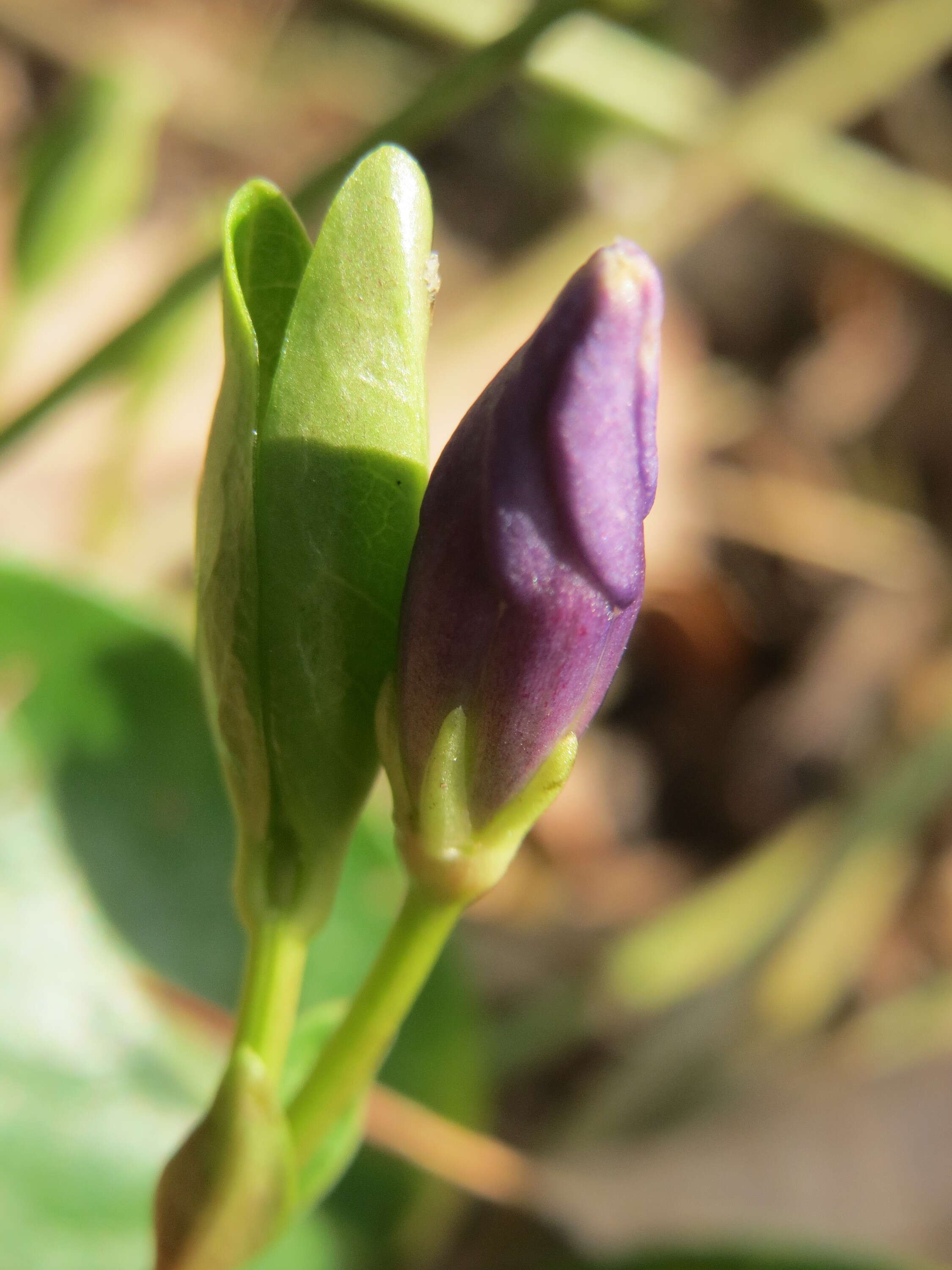 Image of Common Periwinkle