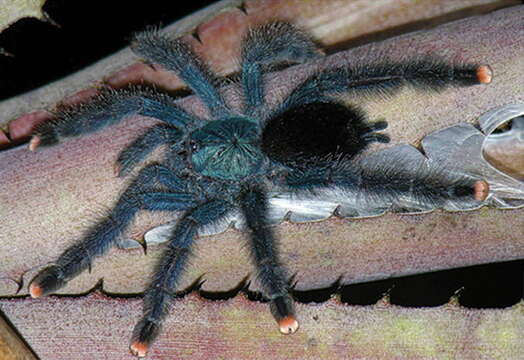 Image of Pinktoe tarantula