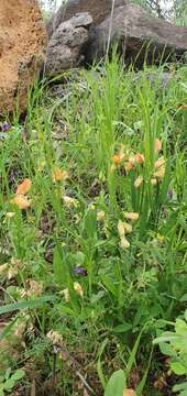 Image of Lathyrus hierosolymitanus Boiss.