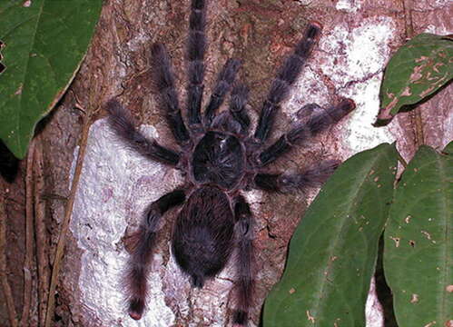 Image of Pinktoe tarantula