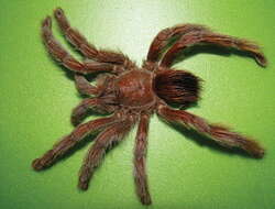 Image of Pinktoe tarantula