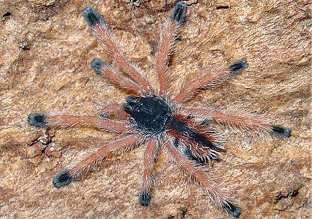 Image of Pinktoe tarantula