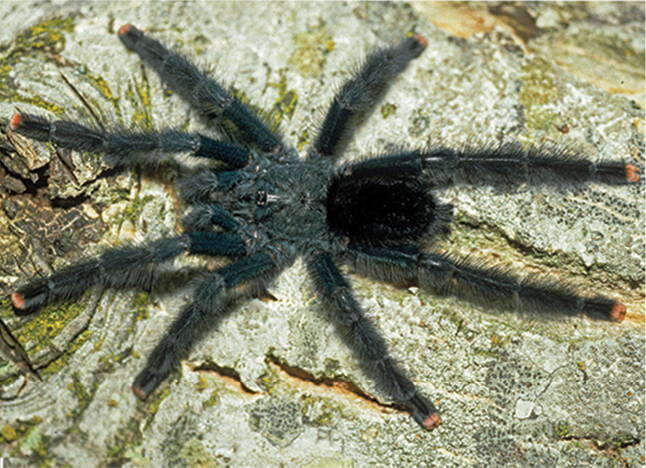 Image of Pinktoe tarantula