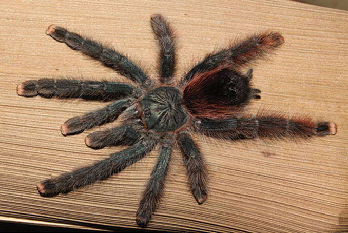 Image of Pinktoe tarantula