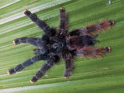 Image of Pinktoe tarantula