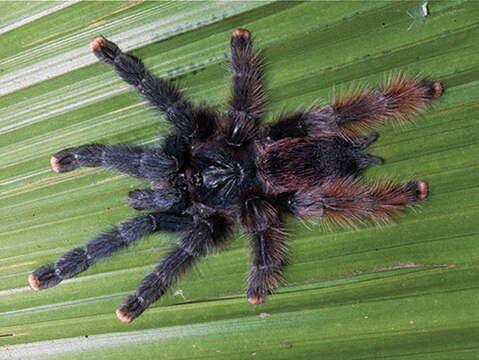 Image of Pinktoe tarantula